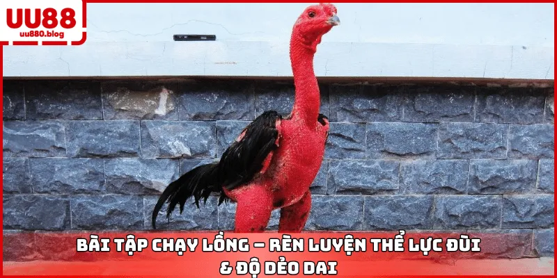 bài tập chạy lồng cho gà chọi