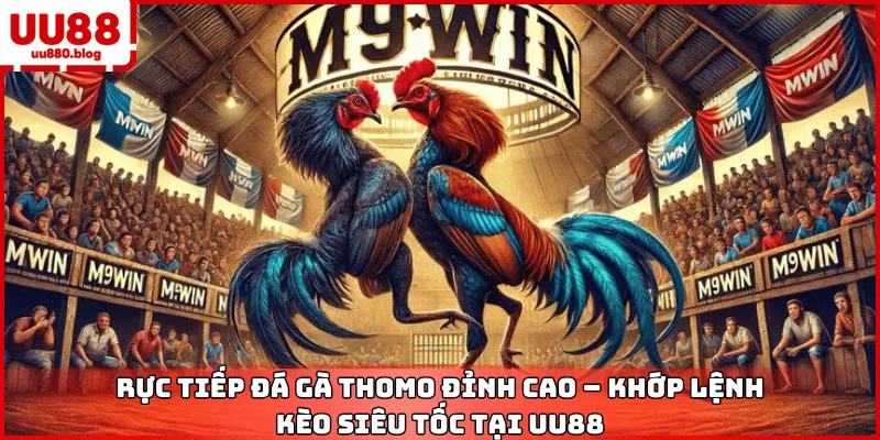 cách xem tướng gà đá cựa sắt