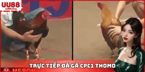 đá gà cpc1 thomo trực tiếp uu88