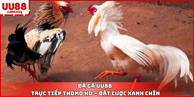 đá gà uu88 trực tiếp thomo
