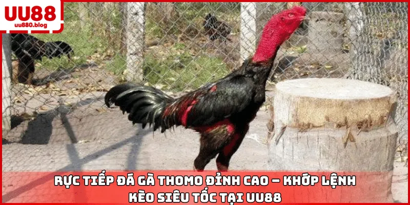 giao diện xem đá gà trực tuyến uu88