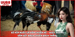 kinh nghiệm nuôi gà đòn uu88 chiến kê