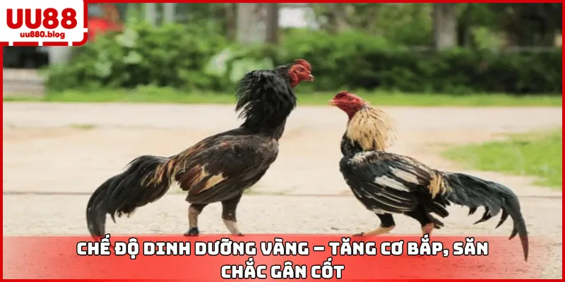 thức ăn dinh dưỡng cho gà đòn